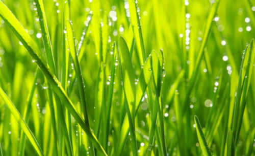 Drops of water on green grass image