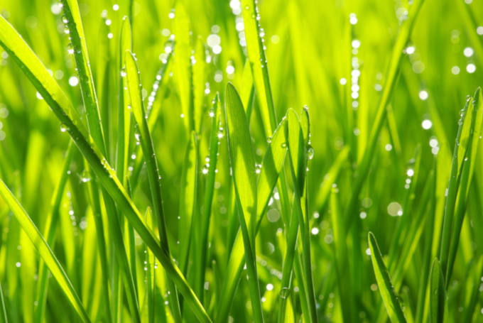 Drops of water on green grass image